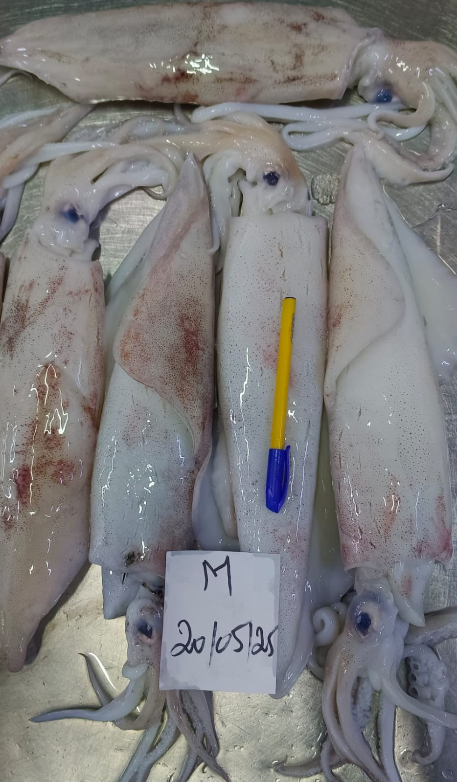 Loligo vulgaris (Calamar)