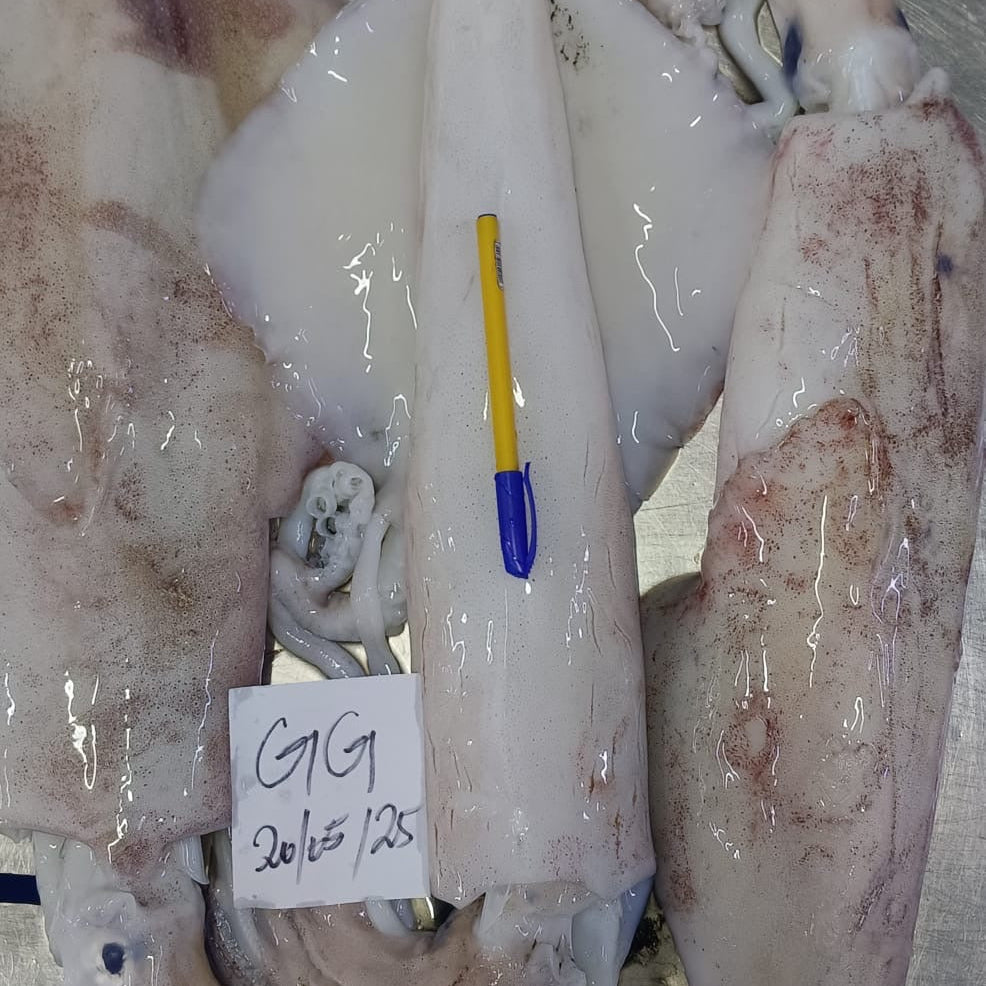 Loligo vulgaris (Calamar)