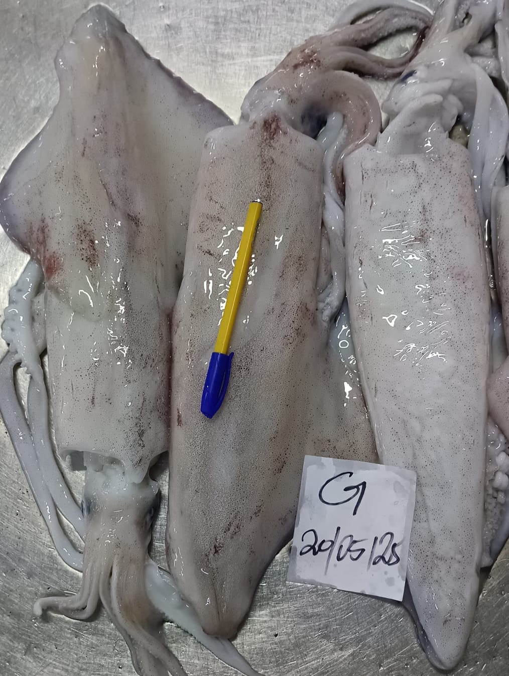 Loligo vulgaris (Calamar)