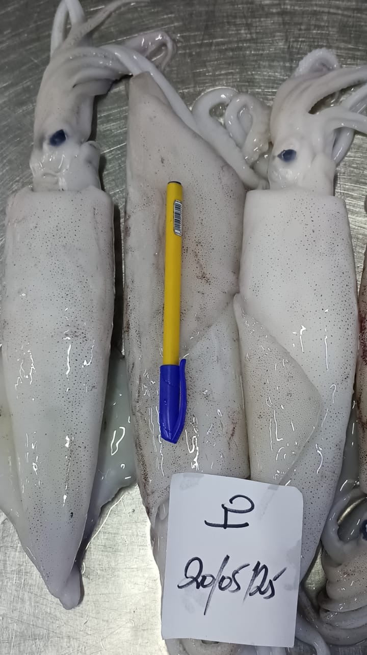 Loligo vulgaris (Calamar)