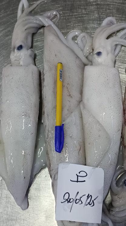 Loligo vulgaris (Calamar)