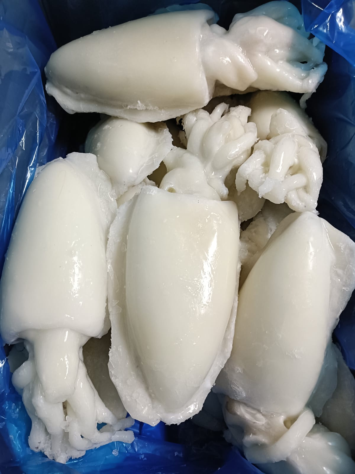 Sepia Officinalis (CuttleFish)