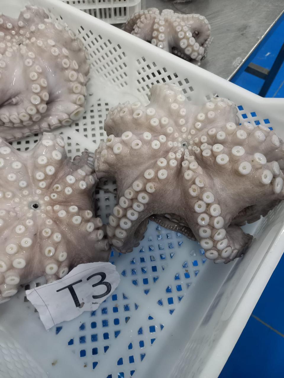 Octopus Vulgaris (Pulpo)