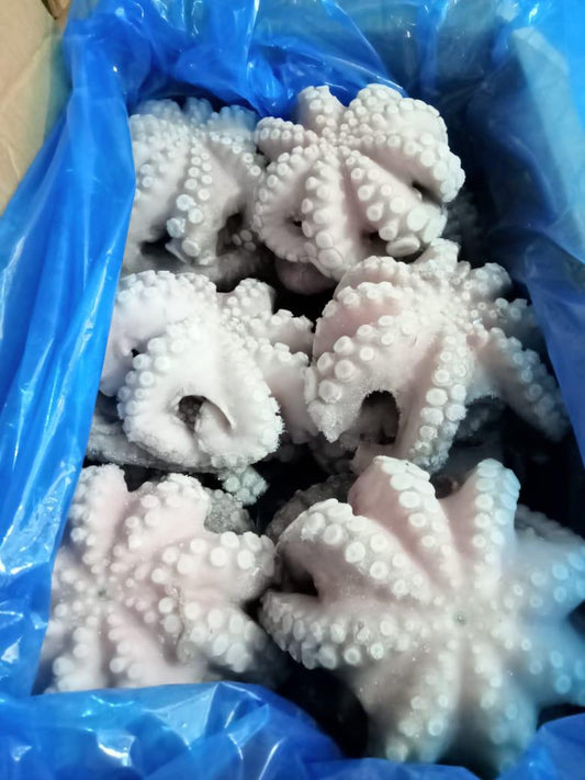 Octopus Vulgaris (Pulpo)