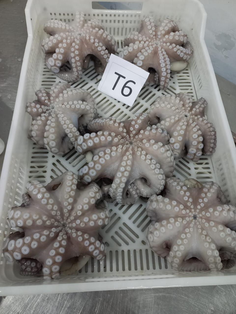 Octopus Vulgaris (Pulpo)