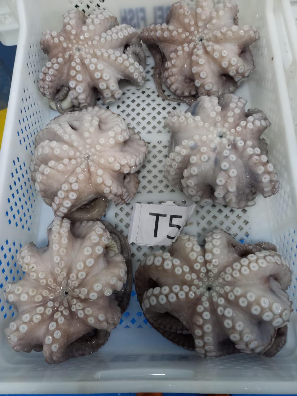 Octopus Vulgaris (Pulpo)
