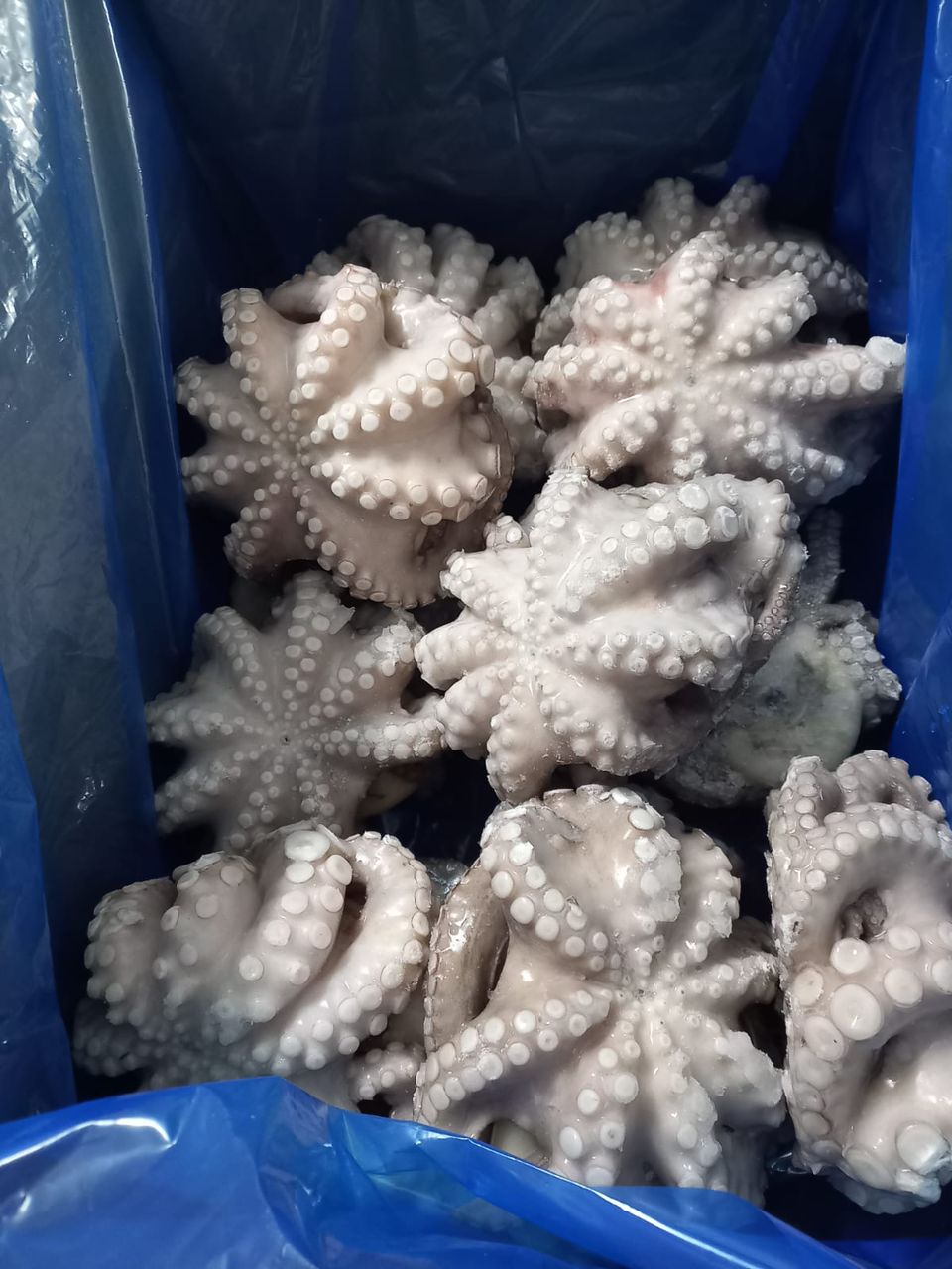 Octopus Vulgaris (Pulpo)