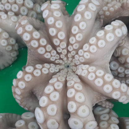 Octopus Vulgaris (Pulpo)