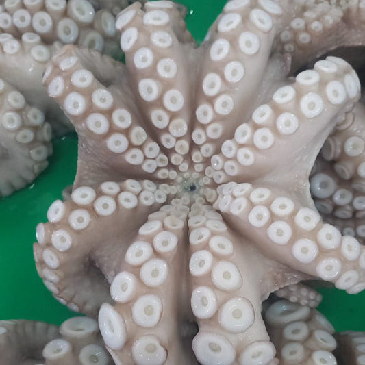 Octopus Vulgaris (Pulpo)