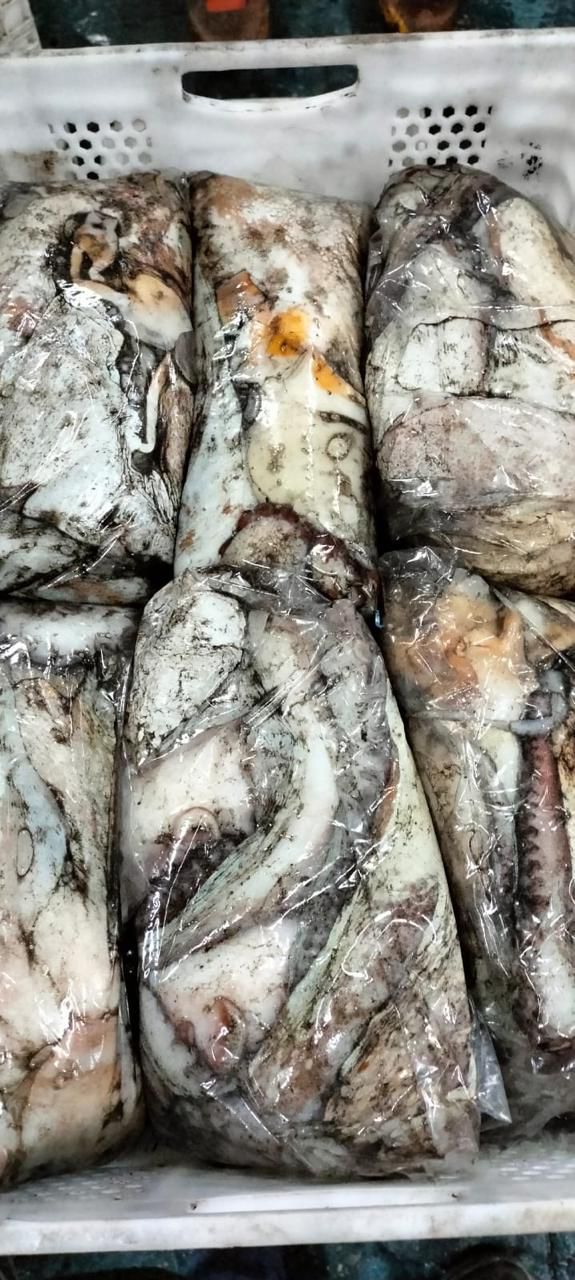 Octopus Vulgaris (Pulpo)