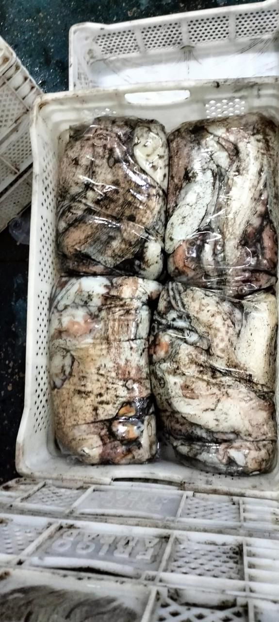 Octopus Vulgaris (Pulpo)