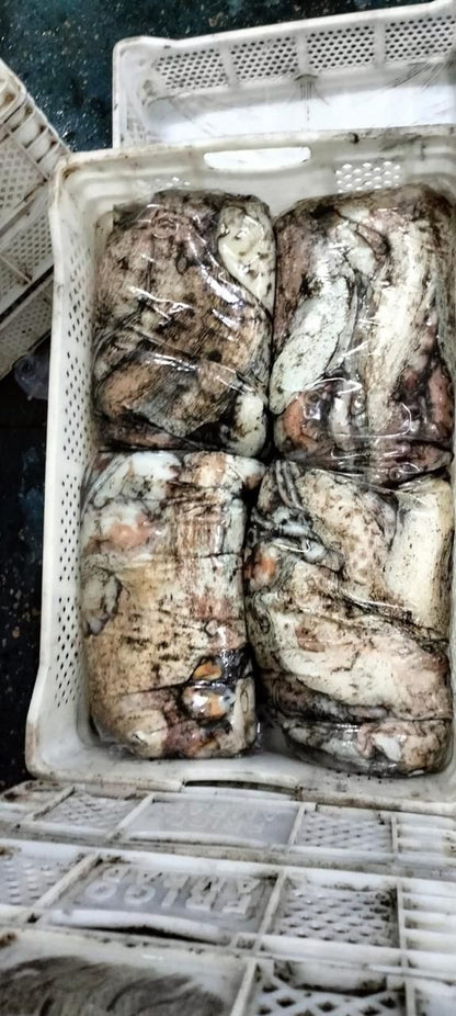 Octopus Vulgaris (Pulpo)