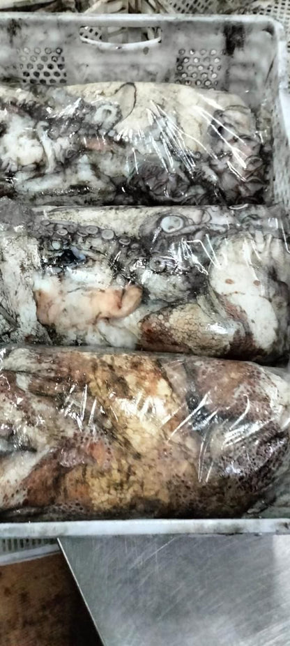 Octopus Vulgaris (Pulpo)